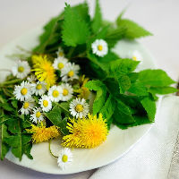 Wildplukwandeling bij de Alde Leie