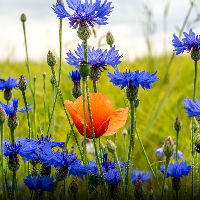 De schaalsprong: Biodiversiteit