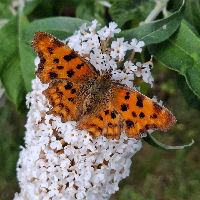 Bieb Café Akkrum-Nes 10-04-2026 10:15