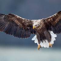 Ontmoet de Vliegende Deur: de zeearend!