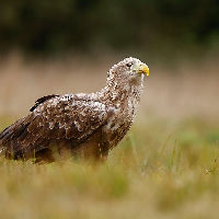 Café van Toen en Nu - Vogellezing