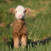 Lentespeurtocht: Babydieren gezocht in de Bibliotheek Hilversum
