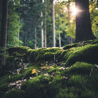 Bosavontuur: Bouw je eigen terrarium (7+)