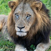 Workshop: Zo sterk als de Superleeuw