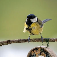 Themacafé: Meer leven in je tuin