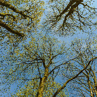 Wandeling door groen Terborg